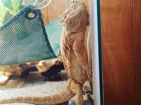 How to Stop My Bearded Dragon from Glass Surfing